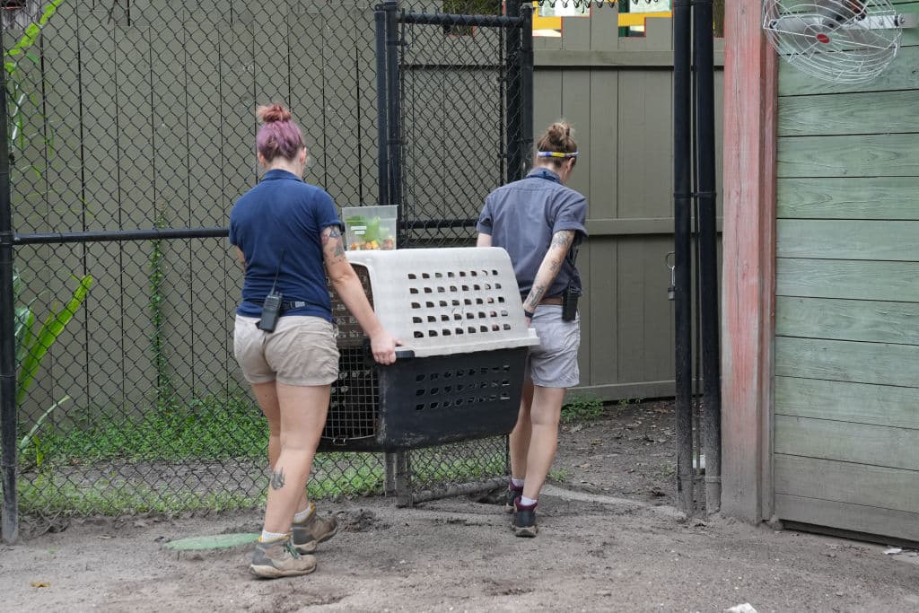 Chompers y los más de 1,000 animales que forman parte del Zoo de Tampa regresarán a casa tan pronto las condiciones del tiempo lo permitan. El jueves 10 de octubre se anticipa que el huracán Milton ya habría salido del área, por lo que a partir de entonces se podría informar una posible fecha de reapertura.