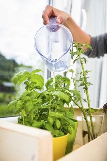 Como podrás notar, hay flores y plantas para toda ocasión, así que es hora de que limpies la energía de tu hogar y oficina y también, son buenos regalos para tus seres queridos. ¡A respirar buena vibra!