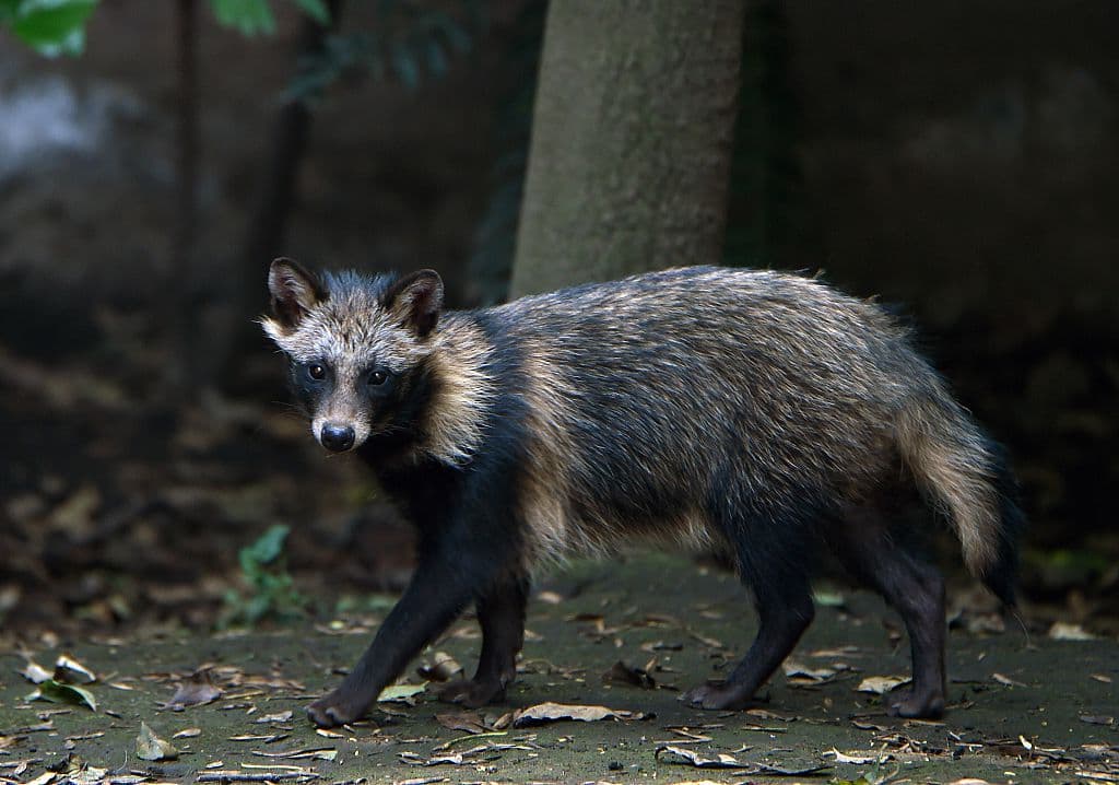 ¿El covid-19 se originó en los perros mapaches del mercado de Wuhan? Eso plantea un nuevo estudio sobre cómo empezó la pandemia