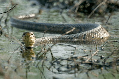 Durante la lluvia, debe tener cuidado de cuándo y dónde deja jugar a sus mascotas. Las serpientes pueden estar en patios traseros y arbustos. 
<br>
<br>
<a href="https://tpwd.texas.gov/education/resources/texas-junior-naturalists/snakes-alive" target="_blank">Las mordeduras de serpientes pueden provocar trastornos hemorrágicos e hinchazón grave y, a veces, la muerte. </a>