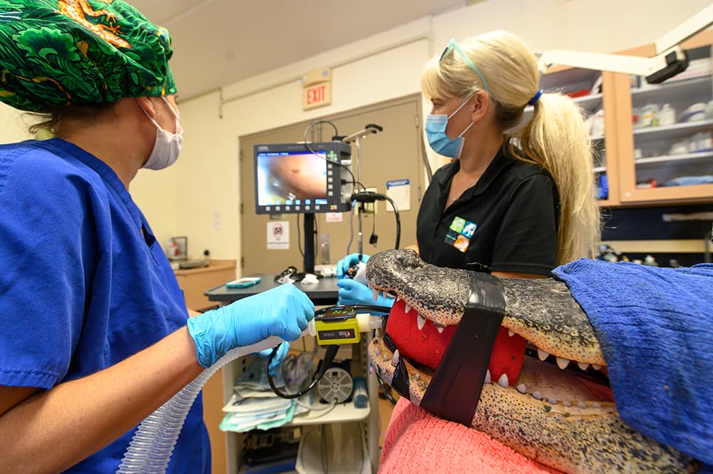 La mañana del jueves, un Cocodrilo americano tuvo que ser inmovilizado y llevado al hospital del zoológico, después de que lo vieran tragarse una botella de plástico que cayó cerca de donde se encontraba. 
<br>