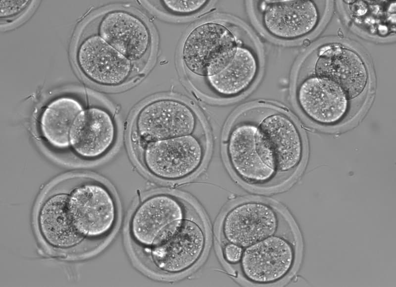 Consiguen revertir el envejecimiento en ratones: ¿podría ser posible en humanos?