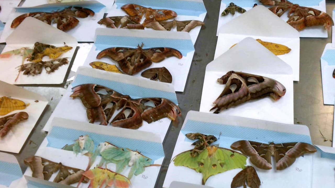 Detectan 60 mariposas muertas importadas ilegalmente desde Portugal hasta Pensilvania