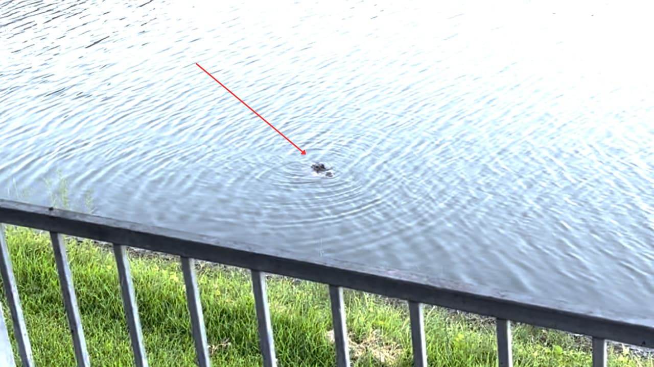 El caimán ha sido visto en este arroyo la última semana, según reportan autoridades de la ciudad de Coppell. 
<b>Tras el avistamiento del animal han activado una alerta por caimanes.</b>