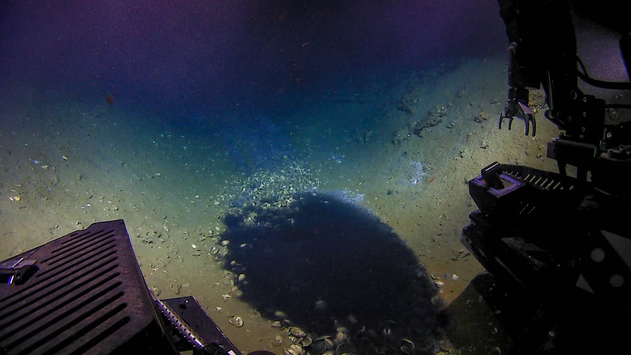 El vehículo ROV Deep Discoverer observó una pequeña piscina de salmuera a 3,500 pies de profundidad.