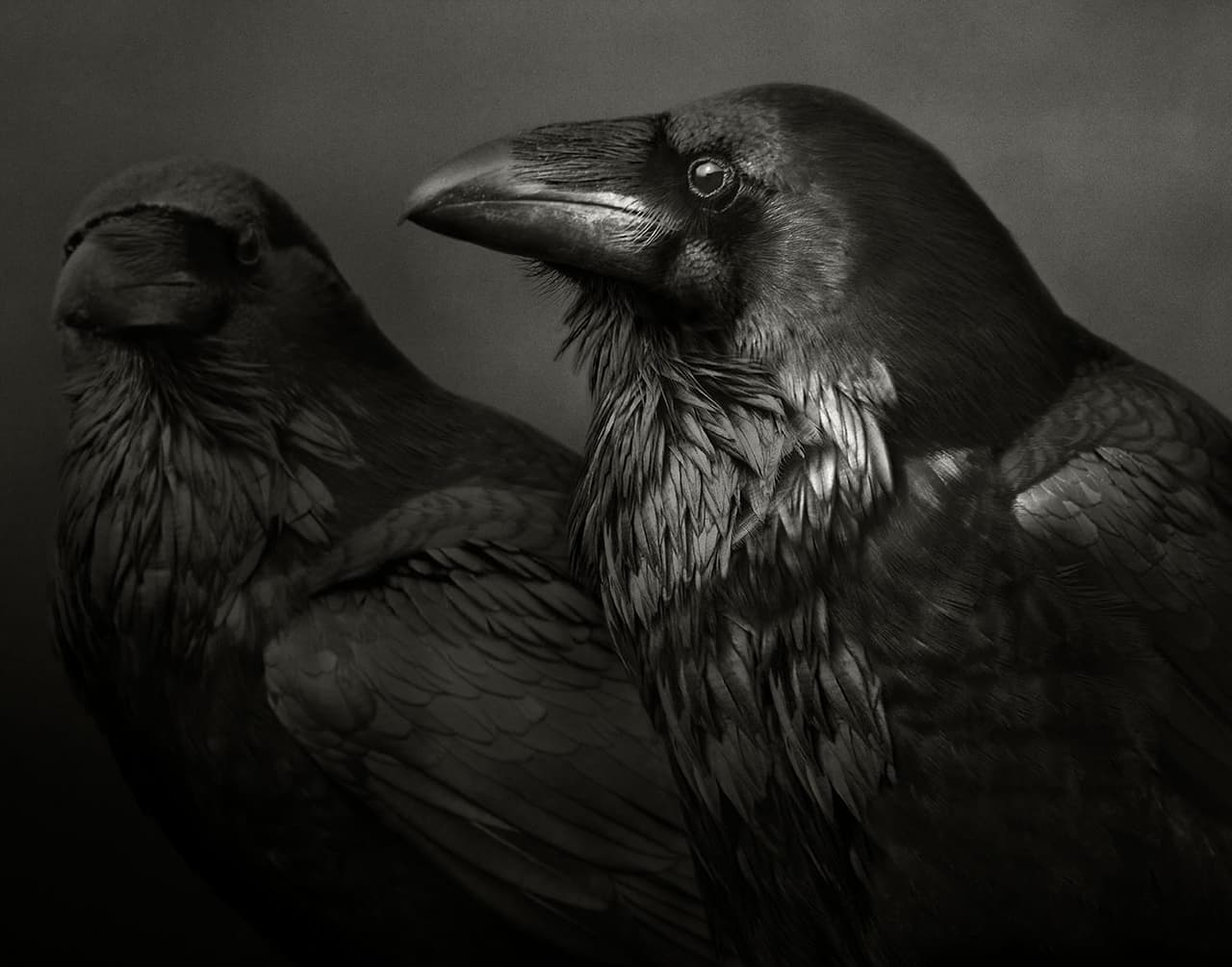 <b>‘La bahía de Odín’</b>
<br>
<br>Esta fotografía es parte de un proyecto que “evolucionó de una serie de viajes a una parte muy especial de la costa de California, donde desarrollé lo que solo puedo llamar una amistad con un par de cuervos”, explica su autora.
<br>
<br>
<a href="https://vitalimpacts.org/collections/beth-moon"><u>Beth Moon </u></a>ha participado en más de ochenta exposiciones individuales y colectivas en todo el mundo, “recibiendo elogios de la crítica en las principales publicaciones de bellas artes a nivel internacional”, explica 
<i>Vital Impacts.</i>