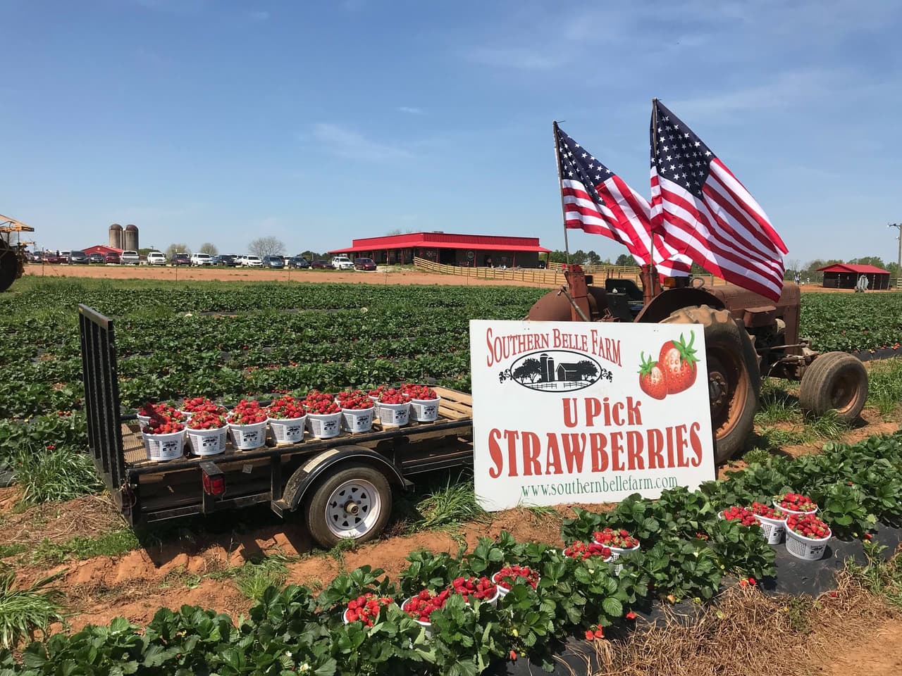 <b>5. Visita el campo</b>. Georgia cuenta con una campiña generosa y durante esta temporada podrás 
<a href="https://www.univision.com/local/atlanta-wuvg/mejores-granjas-para-visitar-en-georgia-durante-la-primavera-2023-fotos">encontrar y hasta seleccionar con tus propias manos los frutos del campo</a>.