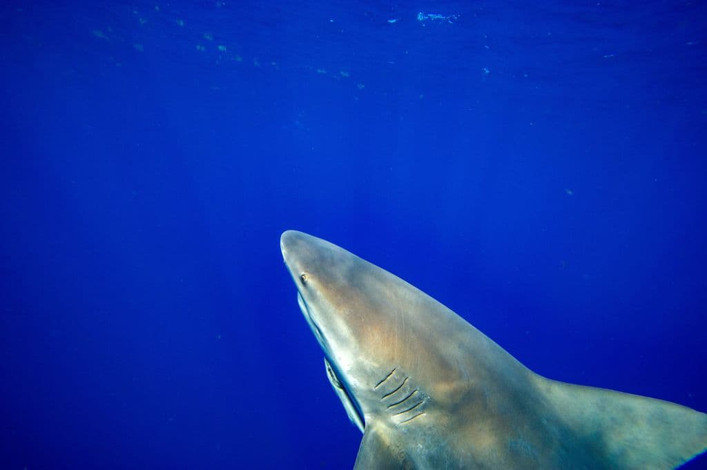 Fue de crucero a Las Bahamas y la mató un tiburón toro