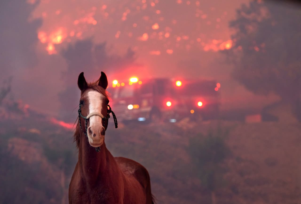 Un caballo muy cerca de las llamas que afectaron a la comunidad de Thousands Oaks, en el condado Ventura, donde apenas días antes se vivió un 
<b><a href="https://www.univision.com/noticias/tiroteos/liveblog-un-beisbolista-un-sargento-y-una-empleada-del-bar-son-las-primeras-victimas-conocidas-del-tiroteo-en-california">tiroteo en el que murieron 12 personas</a></b> y una veintena resultó herida.