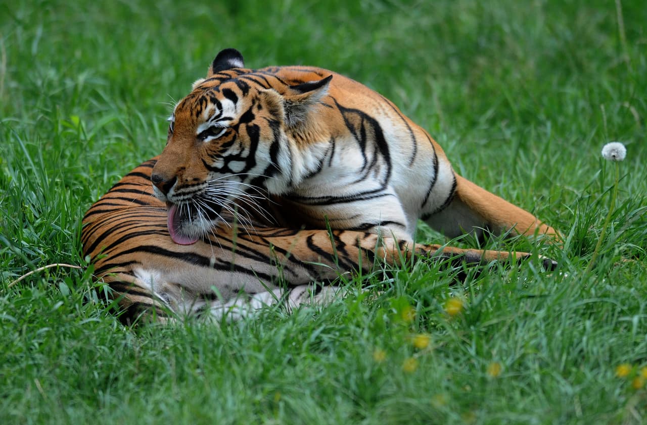 Un tigre del zoológico de El Bronx es contagiado con el coronavirus