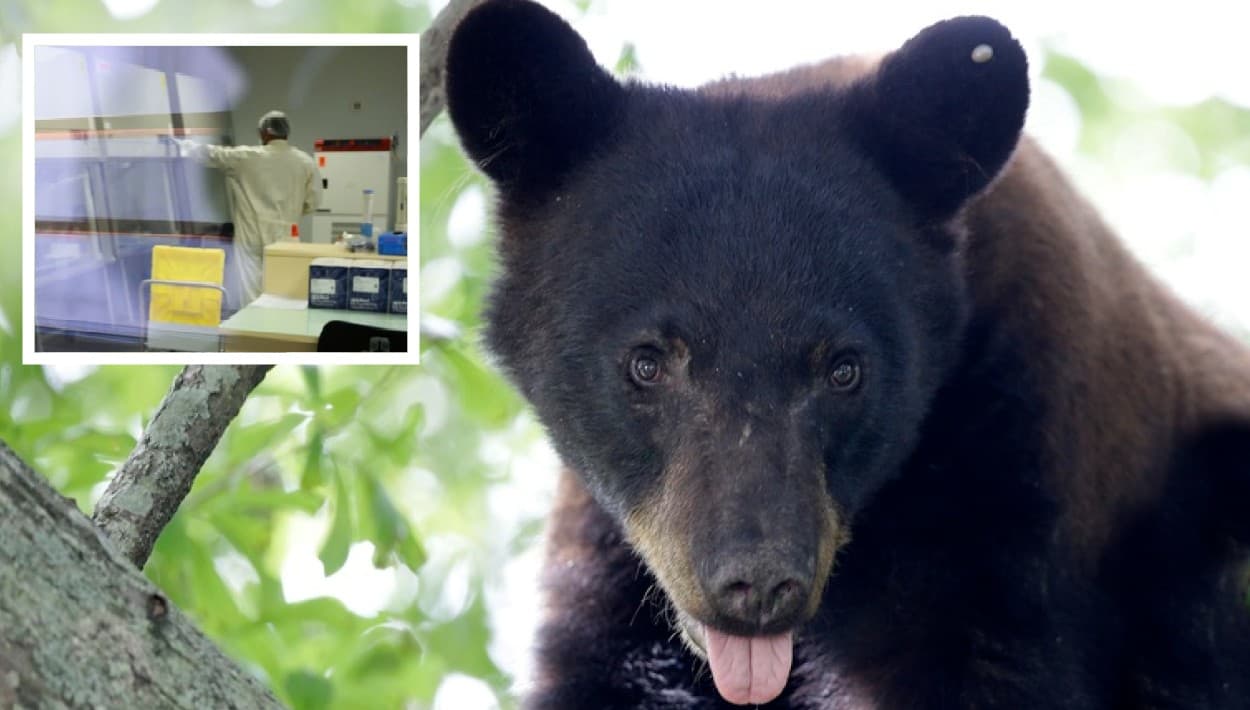 Confirmado: un oso negro de 263 libras mató a un hombre de 89 años al este de Naples