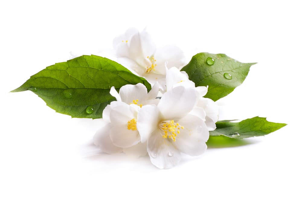 La esencia de la flor sirve para armonizar el aspecto sensual del amor con la parte emocional ayudando a transformar el amor físico en amor espiritual. Si lo usamos como aceite se cree que incluso sirve como afrodisiaco, pues sincroniza las energías sexuales de la pareja antes de hacer el amor.