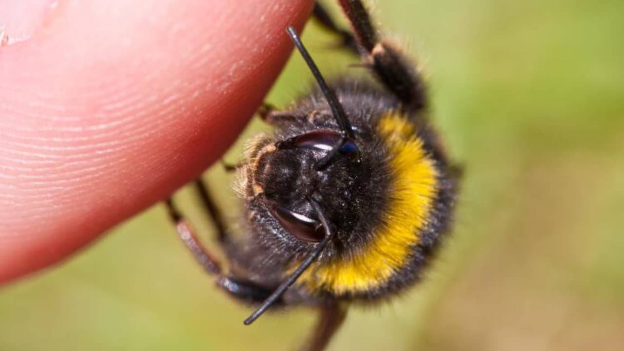 Mujer es picada más de 75 veces por un enjambre de abejas en Buckeye