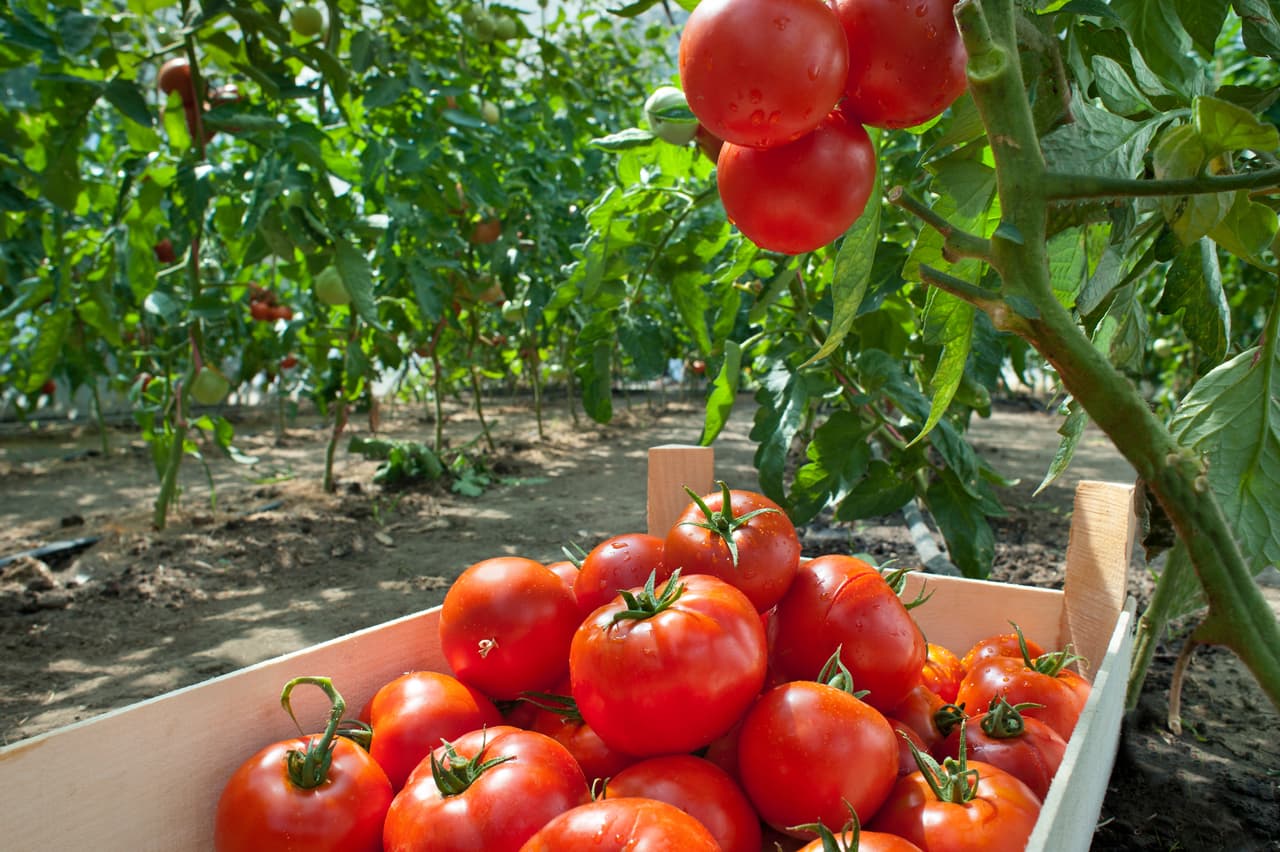 Los tomates crecen en su mayoría en el condado de Kings, pero también en Colusa, Santa Barbara y Monterey. Las ventas por tomates en el estado dorado, superaron el millón de dólares en el 2018.