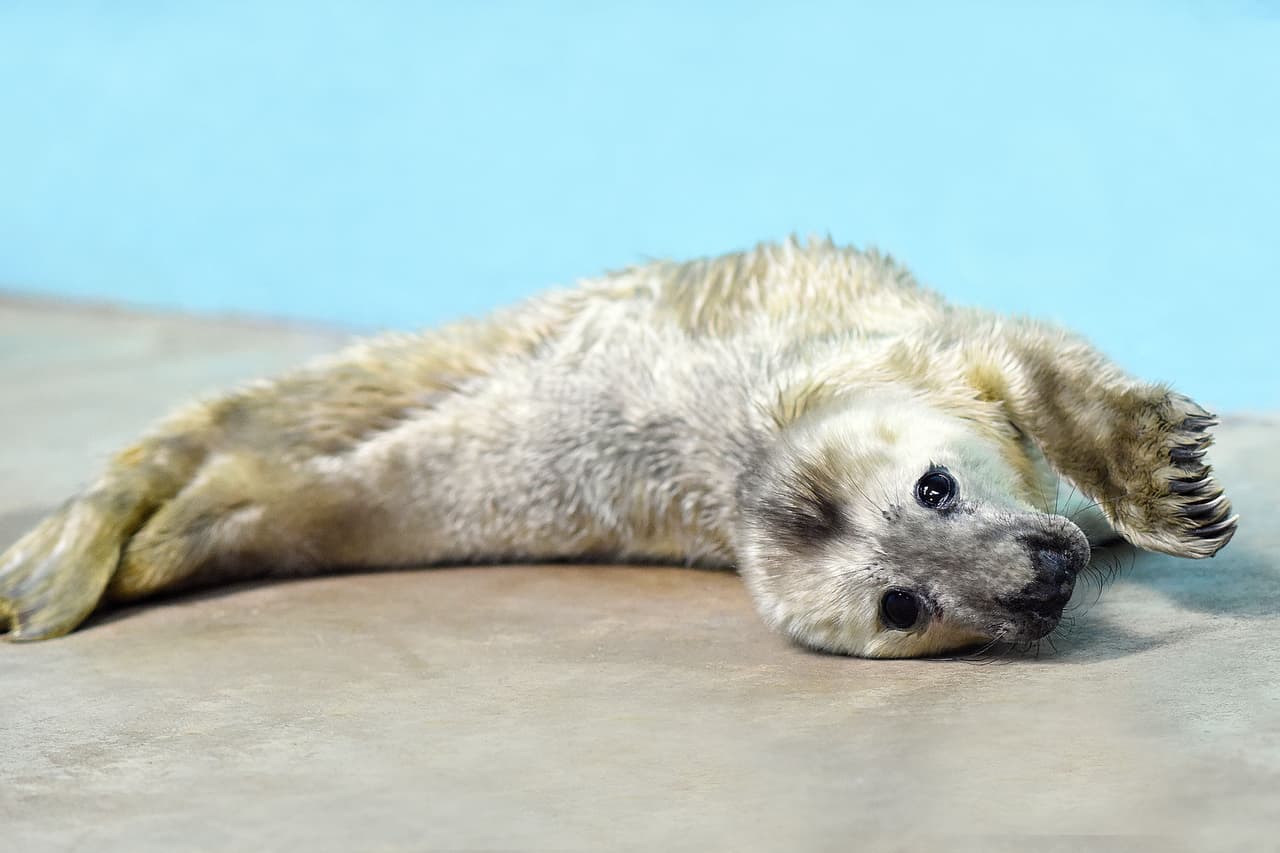 Cuando este lista para su presentación en sociedad, los visitantes del zoológico podrán conocerla en el Pinniped Point.