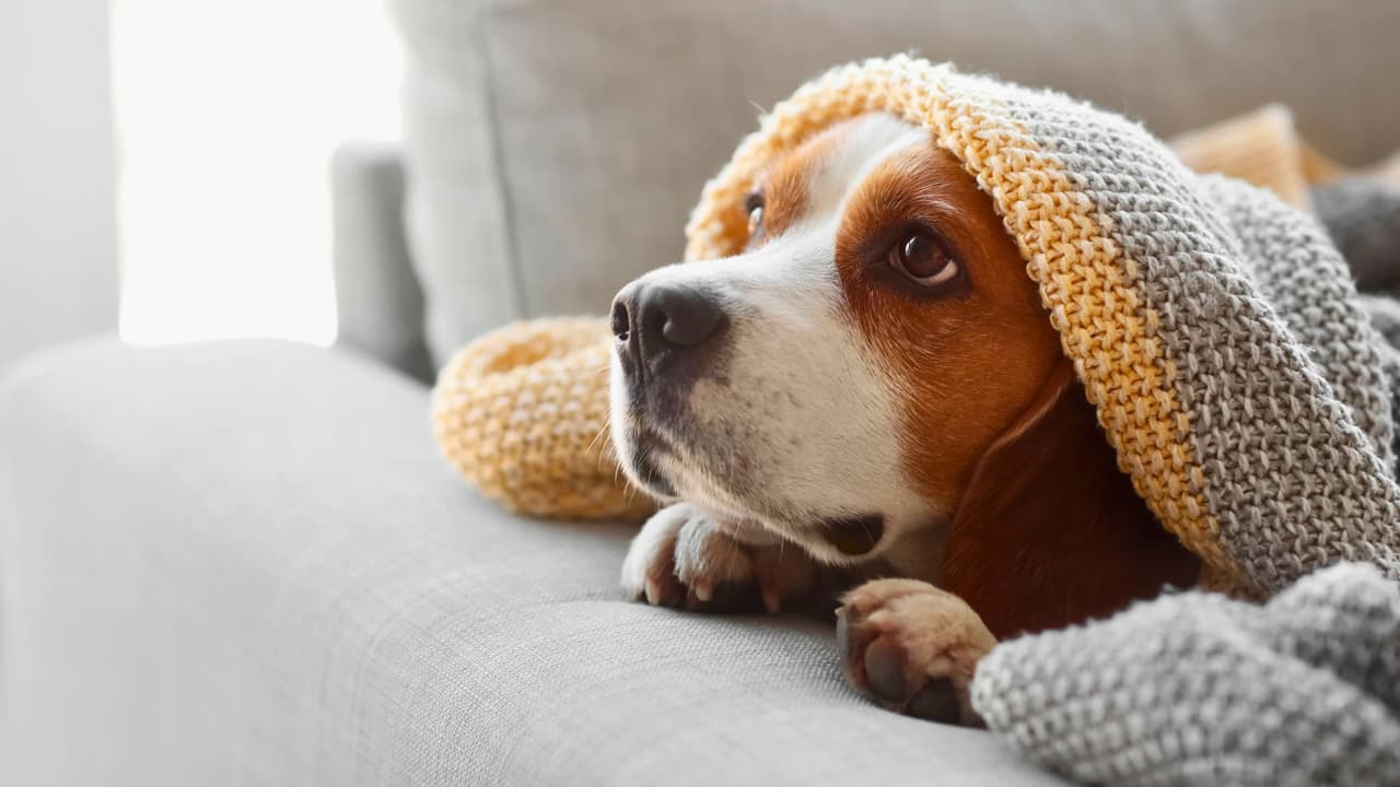 Con el invierno, las temperaturas heladas de Texas no solo afectan a las personas, sino también a nuestras mascotas 🐕🐈 Si bien muchos animales tienen un pelaje natural para resistir el frío, otros necesitan cuidados especiales cuando los termómetros bajan. 
<i>¿Cómo saber si tu mascota está pasando frío y qué hacer al respecto?</i> Aquí te ofrecemos una 
<b>guía con consejos prácticos para mantener a tu amigo peludo seguro y cómodo durante los días más fríos</b>.
