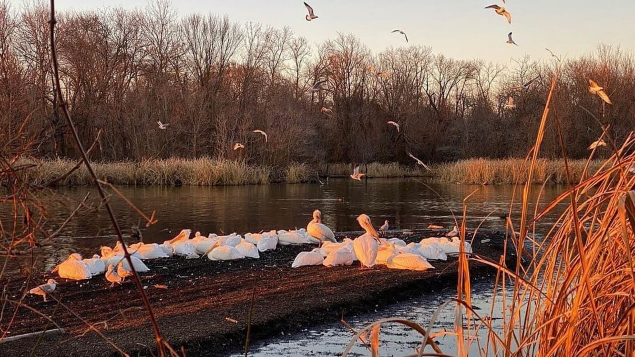 Sam Kieschnick, biólogo de Parques y Vida Silvestre de Texas, dice que para
<b> proteger a la pareja lo que se puede hacer es no tirar basura</b>. Explica que la basura afecta su hábitat y la cadena de alimentación de todas las especies del lago.