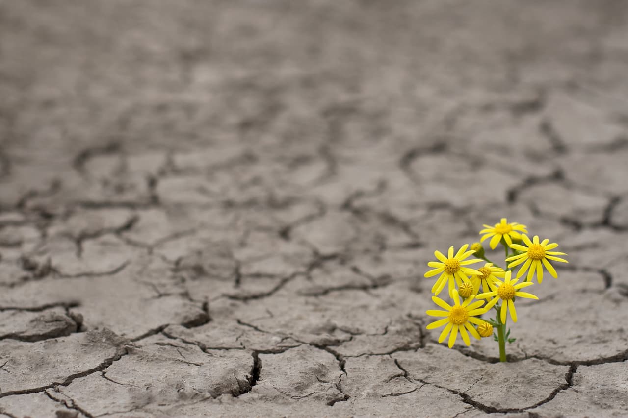 <b>9.</b> 
<b><a href="https://www.univision.com/noticias/sentimientos-y-emociones/que-hacer-con-las-personas-dificiles-en-nuestra-vida-en-cinco-pasos">Cultiva la compasión y la autocompasión</a>. </b>Cada vez más estudios e instituciones relevantes creen que es importante potenciar de forma activa la cualidad que quizá nos haga más humanos
<b>.</b>
<br>
<br>Un estudio de 2017 dirigido por investigadores de la Universidad de California y la Universidad de Stanford y 
<a href="https://link.springer.com/article/10.1007/s12671-017-0773-3" target="_blank">publicado en la revista Mindfulness </a>investigó su eficacia y mostró que los participantes se volvieron más capaces de 
<b>regular y mejorar sus estados emocionales negativos como la ansiedad y el estrés, y aumentar los estados positivos.</b>
