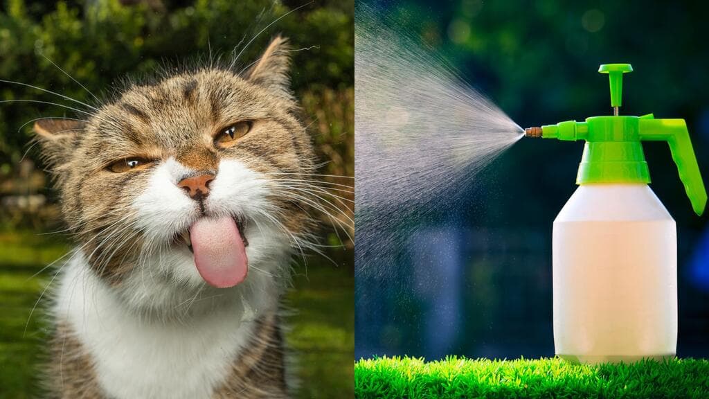 7 repelentes naturales para que el gato del vecino no ande por tu jardín o casa (sin hacerle daño)