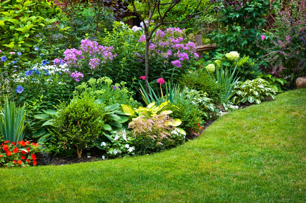 A continuación te mostramos diferentes tipos de plantas y flores que te traerán un sinfín de atributos positivos, para atraer buena energía, vibras y armonizar tu vida.