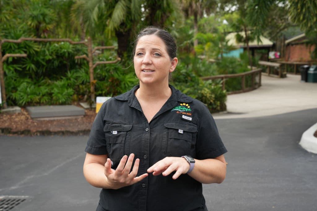 La directora senior del Programa de Animales del Tampa Zoo, Tiffany Burns, expresó el lunes 7 de octubre, que las evacuaciones estaban activas. La meta de todos los involucrados en el proceso es que los animales "sufran 
<b><a href="https://www.univision.com/local/tampa-wvea/si-te-quedas-moriras-prediccion-alcaldesa-tampa-jane-castor-milton" target="_blank">el menor estrés posible" durante el impacto del huracán Milton</a></b> a la Florida Central.