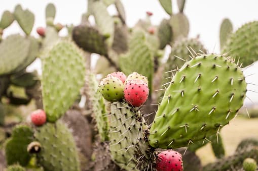 Una plaga está afectando esta especie de cactus.