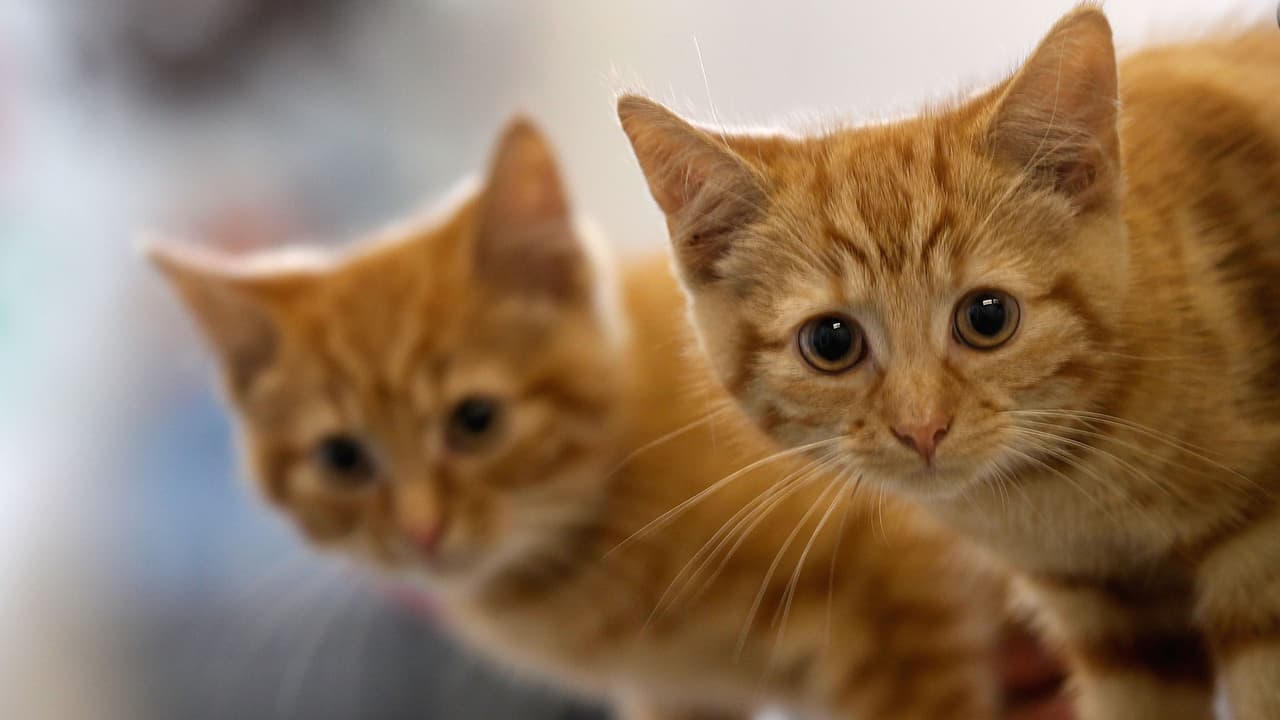Los gatos constituyen la gran mayoría de las mascotas sacrificadas en los refugios de Utah.