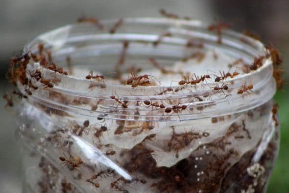 Estos insectos son muy importantes para el planeta, pues se dice que si llegaran a desaparecer el daño sería similar a la desaparición de las abejas, pues ayudan a mejorar el suelo y, sin querer, cultivan semillas de diferentes plantas.
