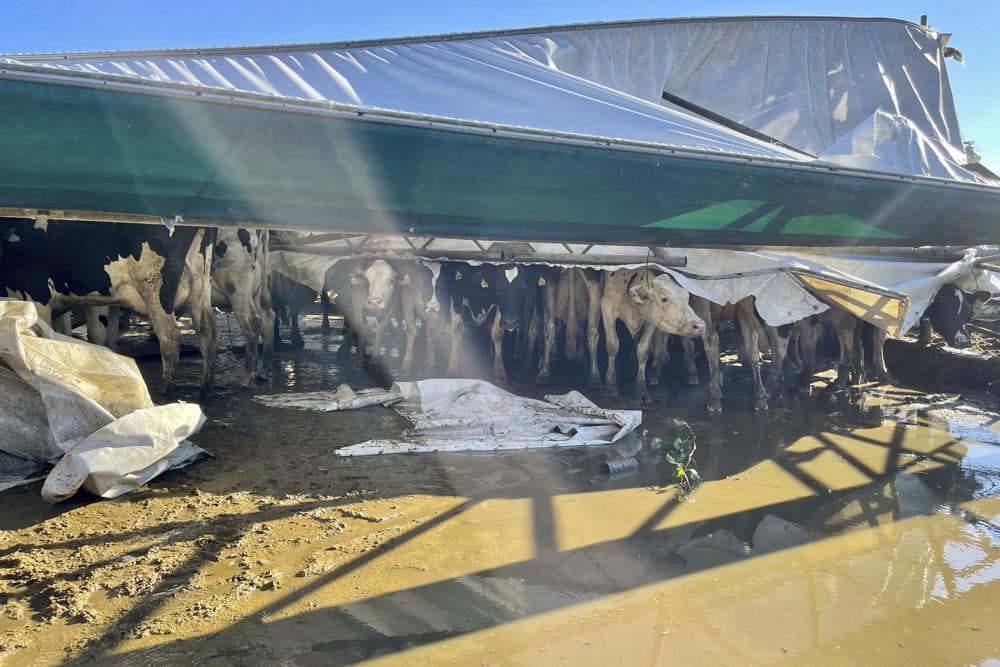 Wellacrest Farms fue fundada en 1943 por los padres de Wally Eachus. Hace poco más de 20 años, Wally y su esposa Marianne se hicieron cargo de la empresa y todavía la dirigen con la ayuda de sus hijos. Wellacrest produce más de 17 millones de libras de leche al año y trabaja con otros agricultores para compartir y vender las cosechas. Hay 1,400 vacas en la propiedad, de las que aproximadamente la mitad son vacas de ordeño.