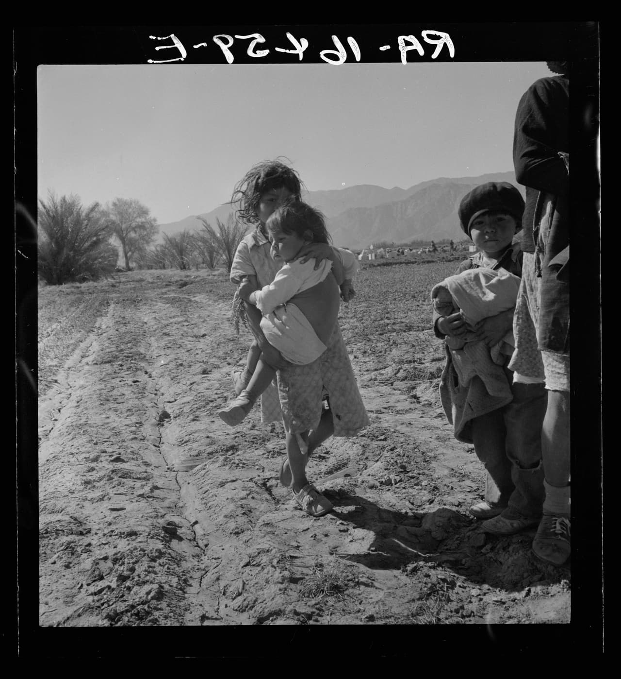 <b>Hijos de campesinos inmigrantes mexicanos, el mayor ayuda a atar las zanahorias en el campo</b>. Valle de Coachella, California. Febrero de 1937. 
<br>