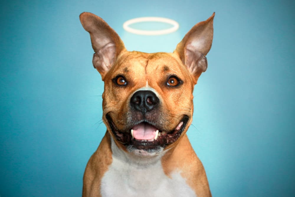 Los perros son los amigos más verdaderos, son honestos, leales, amigables, cariñosos y muy confiables. Todos querrán tener a un perro cerca en su vida.