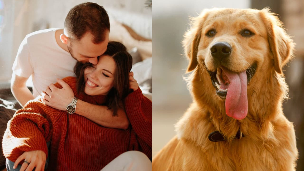 ¿Qué son los novios Golden Retriever?: Claves para conocer su personalidad