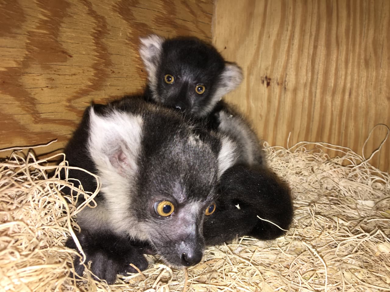 <b>Lémures con volantes en blanco y negro:</b>
<br>
<br>En abril, PECO Primate Reserve dio la bienvenida a los nuevos jóvenes, una camada de dos lémures con volantes en blanco y negro nacidos de Kiaka, madre de 13 años. El padre Huey nació que en el zoológico hace 14 años. Los gemelos, llamados Mikey y Olivia, viven con mamá y papá, así como con los hermanos mayores Connor y Lucas, nacidos en 2019, y Bob nacidos en 2018. Con frecuencia se puede ver a todo el grupo saltando a través de Zoo360®, aunque los nuevos jóvenes no están listos para eso. Los lémures con volantes en blanco y negro están listados por la UICN como En Peligro Crítico en su hogar natal en las selvas tropicales del este de Madagascar.
<br>