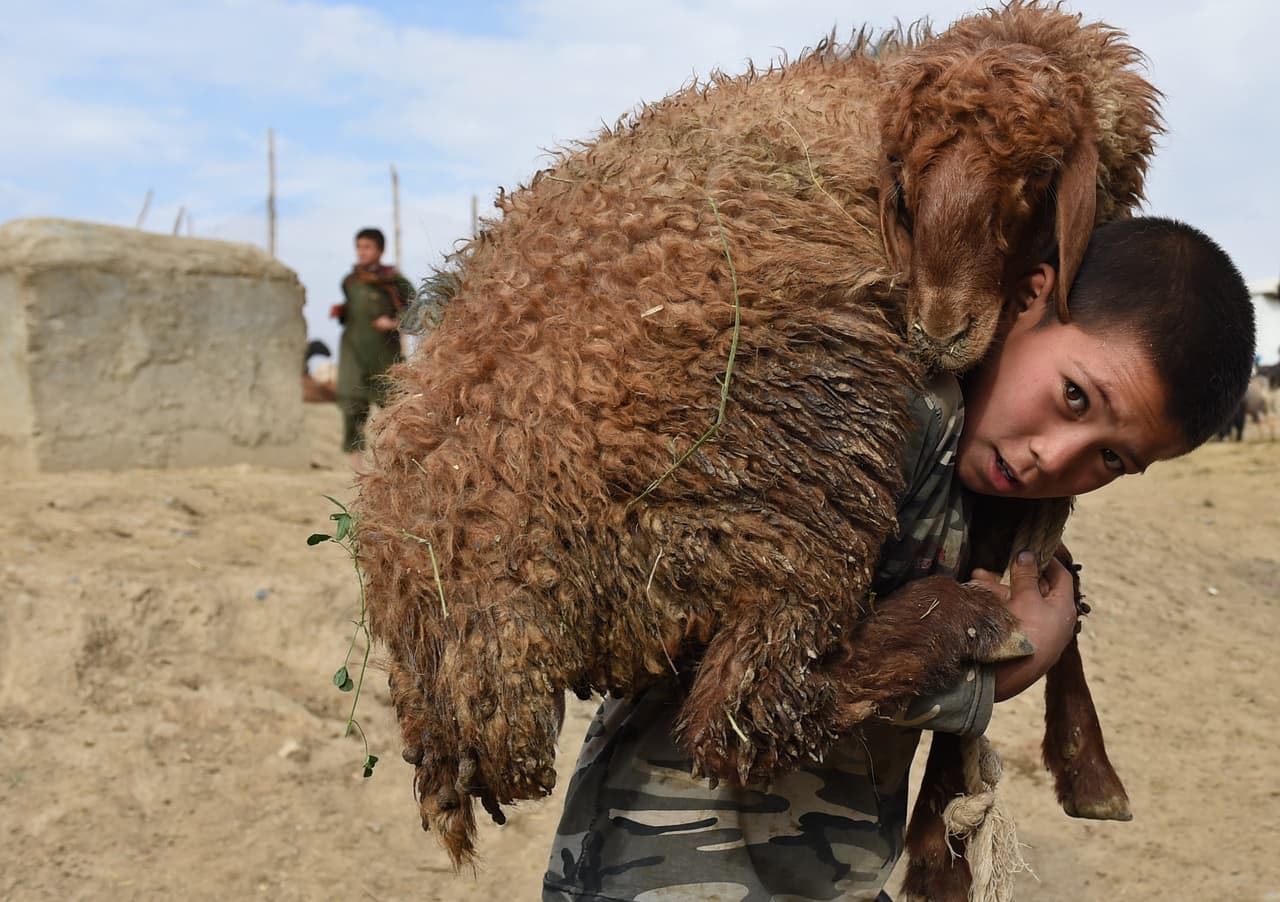 Un niño lleva una oveja al ‘festival del sacrificio’ en Kabul, en septiembre de 2015. En esa fecha los musulmanes conmemoran la disposición del profeta Abraham de sacrificar a su hijo para mostrar obediencia a Dios. "Solo podemos honrar la fuerza extraordinaria, la valentía y la generosidad de un fotógrafo que cubrió eventos a menudo traumáticos y terribles con sensibilidad y profesionalismo consumado", agregó la directora Directora de Noticias Globales de AFP, Michele Leridon, según cita el comunicado de la agencia.