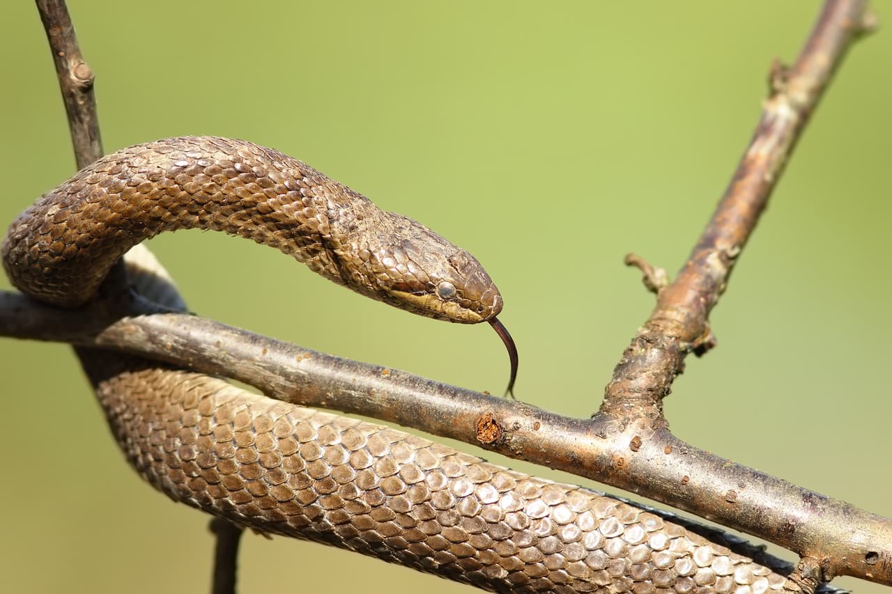 <h3 class="cms-H3-H3">Culebra lisa europea</h3>
<br>
<br>Durante muchos años, esta serpiente estuvo presente en el hábitat natural del sur de 
<a href="https://www.univision.com/temas/reino-unido">Reino Unido</a>, pero con los cambios constantes de su entorno con el correr del tiempo, pronto se convirtió en una rareza. 
<b>Tras más de medio siglo sin noticias de ellas, esta especie fue reintroducida en 2009 en Devon</b> -en el oeste de la isla-.
