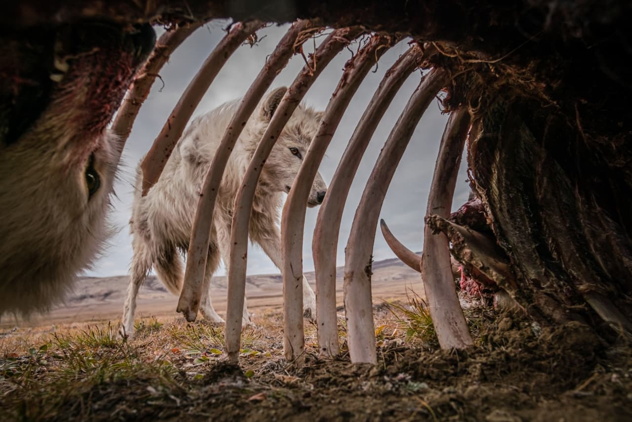 <b>‘Comida para semanas’</b>
<br>
<br>Obtuvo el primer lugar en la categoría ‘animales en su ambiente’. Según explicó el premio, para fotografiar a esta manada de lobos el autor “utilizó una cámara trampa colocada dentro de un gran cadáver de buey almizclero, y los lobos regresaron a alimentarse durante más de un mes”.
<br>