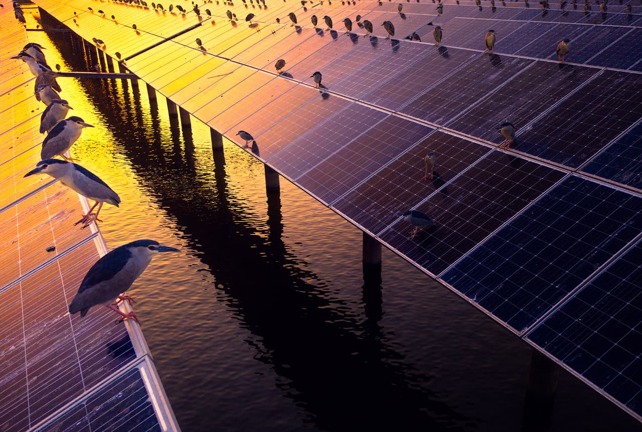 <b>‘Planta de energía solar’ </b>
<br>
<br>“Un gran grupo de garzas nocturnas se posan sobre los paneles de energía solar al anochecer”, explica el premio sobre esta imagen finalista tomada en Zhejiang, China.
