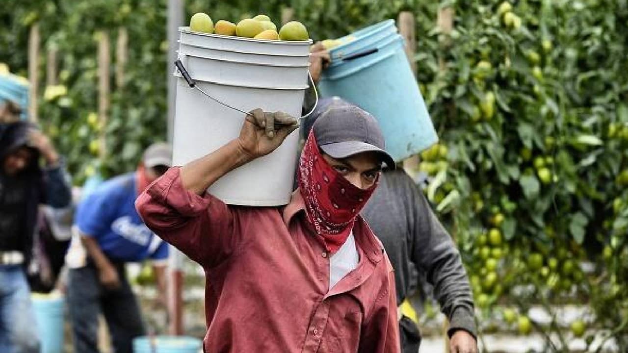 Un empleador debe proporcionar 
<b>períodos de descanso de 14 a 45 minutos</b> por hora dependiendo de la temperatura, e incluso suspender la jornada si es necesario.