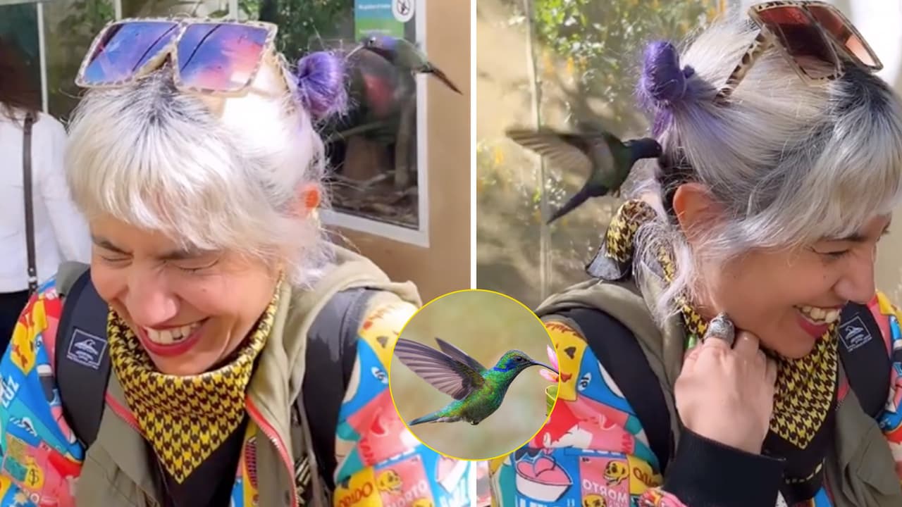 ¿Este colibrí se quería comer el cabello de una joven? Pensó que era una flor y esto pasó