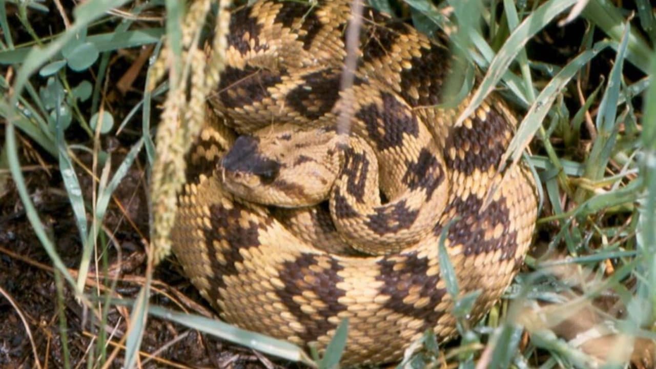 <b>Northern Black-Tailed Rattlesnake</b>
<br>Esta serpiente suele ser de color amarillo, amarillo-marrón o amarillo-verde, y mide entre 24 y 48 pulgadas de largo. Suelen vivir en pastizales, desiertos y áreas rocosas.