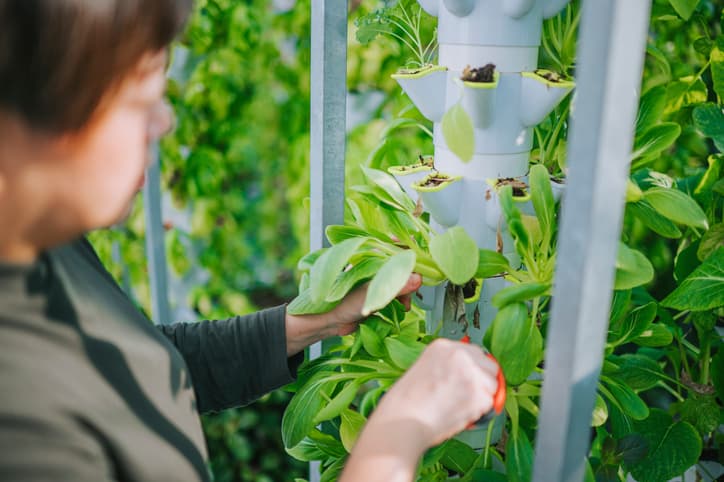 <b>Cuidado de plantas.</b> Si bien puede considerarse como una clase de trabajo manual, el cuidado de plantas tanto en un jardín o como en espacios interiores tiene sus beneficios específicos, como una '
<b>mayor sensación de naturaleza'</b>. Un 
<a href="https://www.sciencedirect.com/science/article/pii/S1618866720307366" target="_blank">estudio</a> realizado durante la pandemia de covid-19 aseguró que “las emociones negativas fueron más frecuentes en personas que vivían en casas más pequeñas, con 
<b>poca luz natural y desprovistas de plantas</b>”.