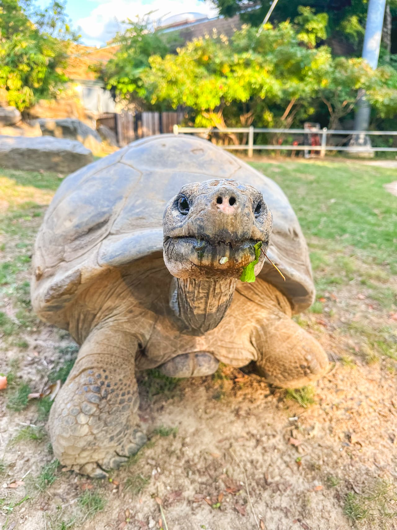 Mommy, una tortuga única y considerada genéticamente valiosa dentro del Plan de Supervivencia de Especies (SSP) de la Asociación de Zoológicos y Acuarios (AZA). El nacimiento contribuye a la conservación de las tortugas de Galápagos, que enfrentan graves amenazas como la pérdida de hábitat, especies invasoras y conflictos con los seres humanos.