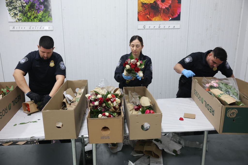 Aproximadamente el 90% de las flores frescas cortadas que se venden para el Día de San Valentín en Estados Unidos pasan por Miami, mientras que el otro 10% llega a través de Los Ángeles.