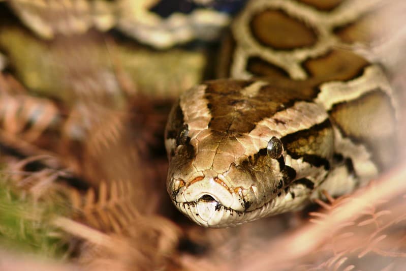 Las serpientes pitón birmana son consideradas una especie invasora del ecosistema de Florida.