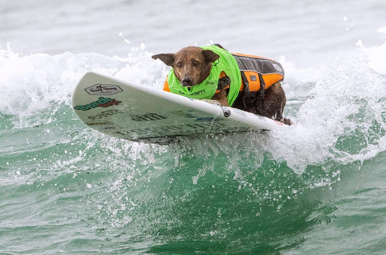 "¿A quíen qué no le gusta ver a perros sobre tablas de surf?", dijo al diario local 
<a href="https://www.ocregister.com/2019/09/28/who-needs-to-dog-paddle-when-you-can-ride-the-oc-waves-like-these-pooches/" target="_blank">The Orange County Register</a> la productora del evento, Lisa Scolman. "A la gente le encanta verlo y continúa viniendo y apoyando (la competencia)".
