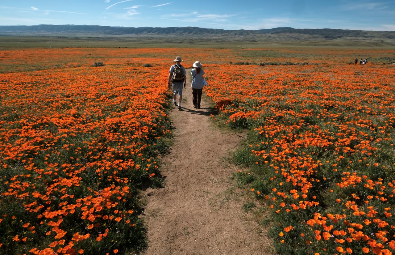 Antelope Valley California Poppy Reserve es una reserva protegida por el estado de California. En sus terrenos crecen diversos tipos de las amapolas de California, la flor del estado.
<br>
<br>La reserva está ubicada en el lado oeste rural de Antelope Valley en el norte del Condado de Los Ángeles, a 15 millas al oeste de Lancaster.
<br>
<b>Dirección:</b>
<br>Antelope Valley California Poppy Reserve
<br>15101 Lancaster Rd, Lancaster, CA 93536
<br>Teléfono:(661) 724-1180
<br>