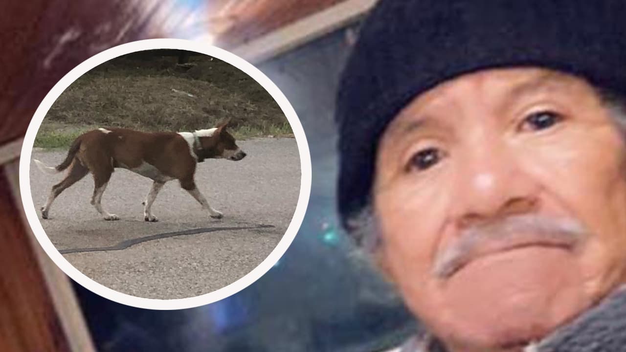 Los ataques de perros se han vuelto constantes en las últimas semanas en el área de Houston dejando a dos personas muertas.