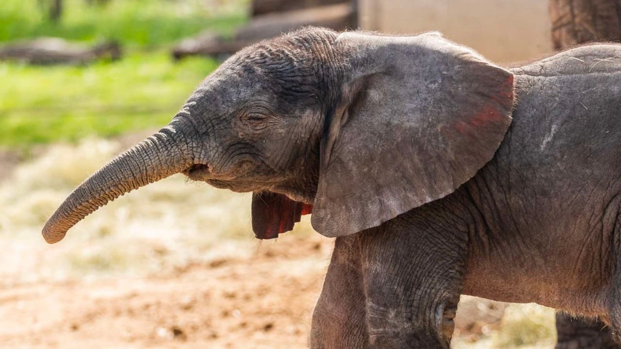 <b>Desde elefantes africanos majestuosos hasta simpáticas nutrias asiáticas de patas pequeñas</b>, elige entre una variedad de adorables animales para representar tu amor y aprecio.