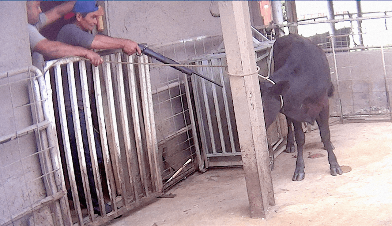 Según ARM, Los trabajadores arrancan las plumas y los pelajes, a mano, mientras los animales están vivos y conscientes.
<br>