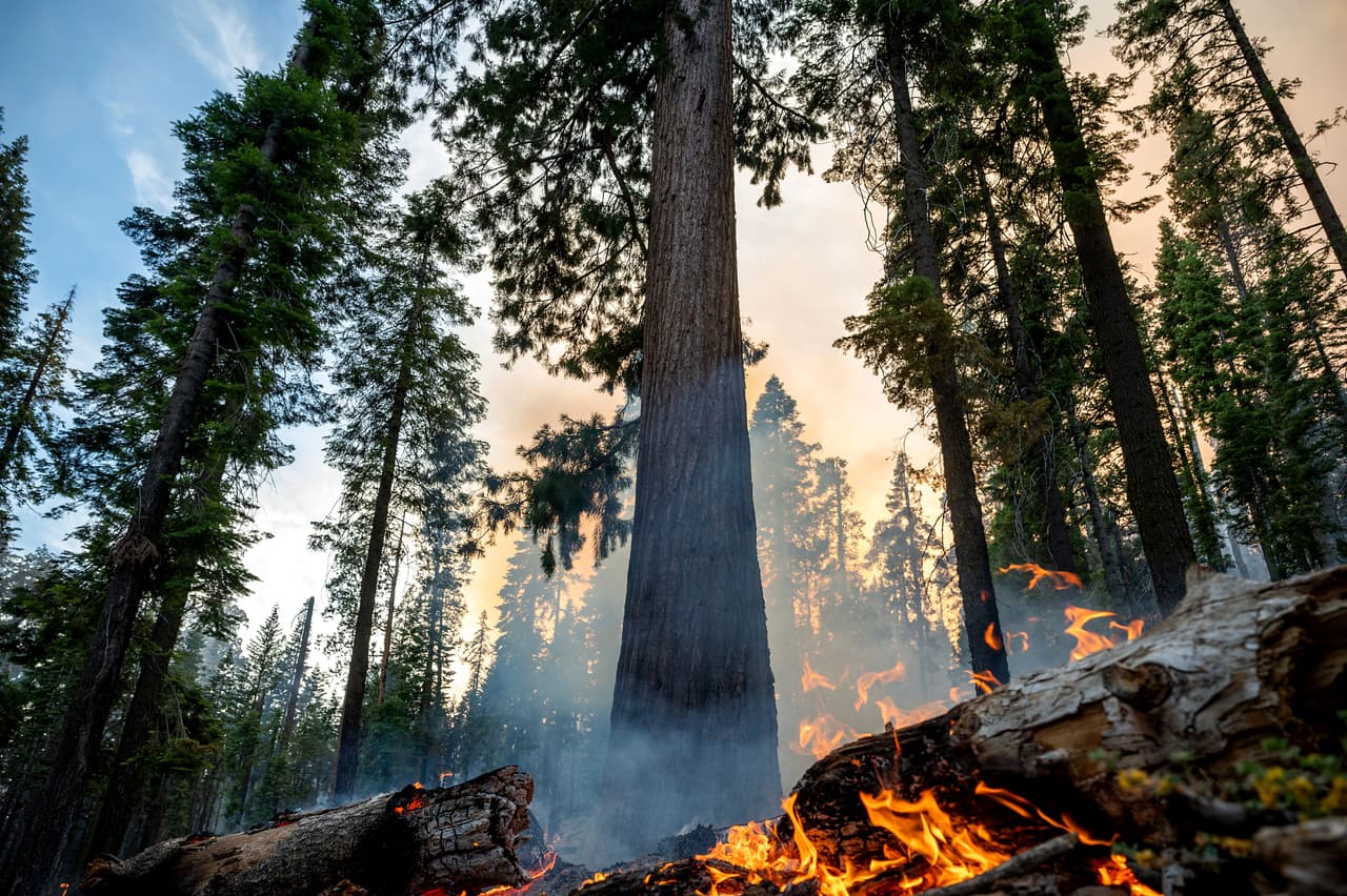 Alrededor de 500 secuoyas maduras se encuentran amenazadas por el incendio, pero de momento no ha habido reportes sobre daños severos a algunos de los árboles más conocidos, como el 'Grizzly Giant', el cual se estima tiene una edad de 3,000 años.